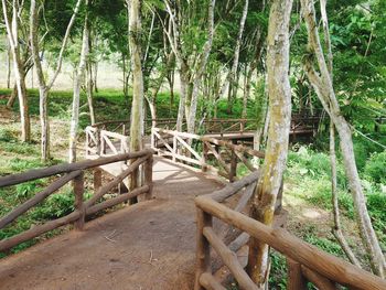 View of bamboo trees in forest