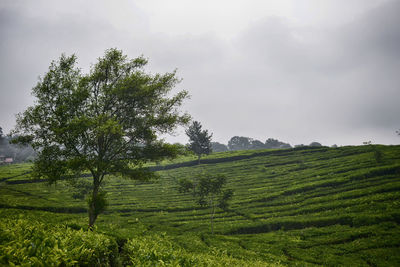 Scenic view of grassy field against cloudy sky