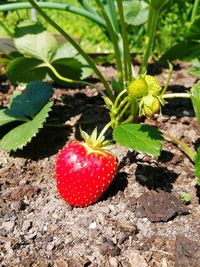 Close-up of strawberry growing on field