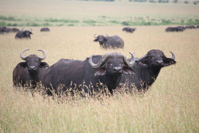 Sheep in a field
