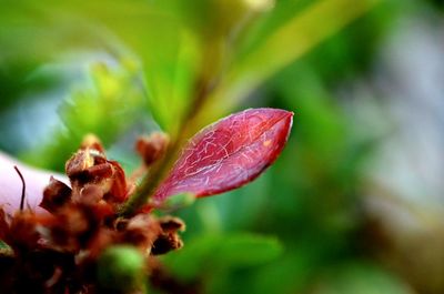 Close-up of red flower