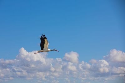 Low angle view of a bird flying