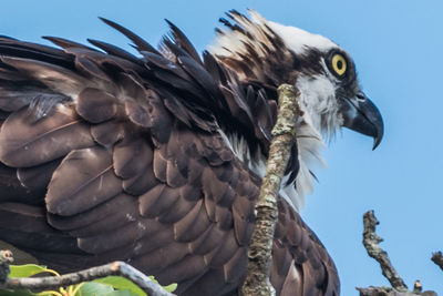 Low angle view of eagle flying against sky