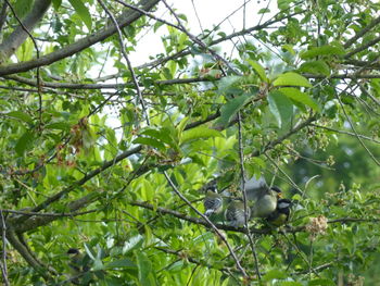 Bird perching on tree