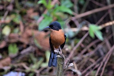 Close-up of bird perching on branch