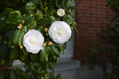 Close-up of white flowering plant