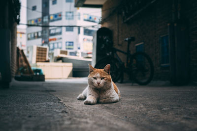 Cat sitting on street in city