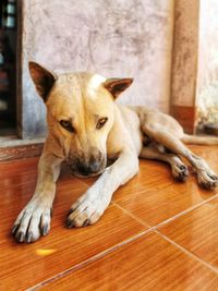 Portrait of dog lying down on hardwood floor