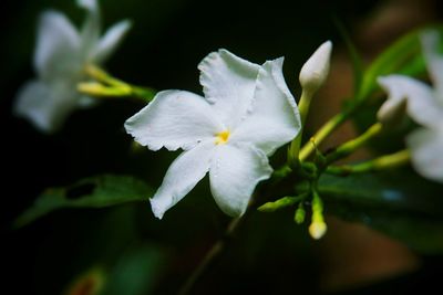 Close-up of white flowers blooming outdoors