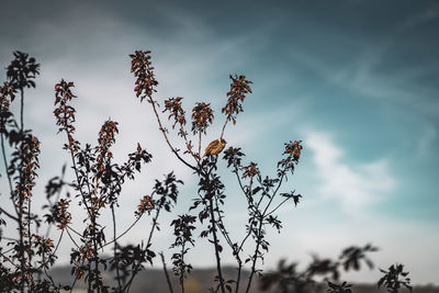 Low angle view of flowering plant against cloudy sky