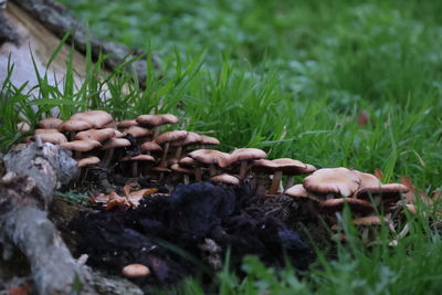 Close-up of mushrooms on field