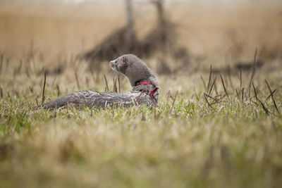 Rodent sitting on grass