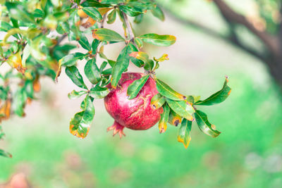 Close-up of fruits growing on tree