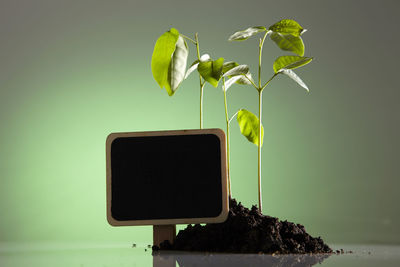 Close-up of blackboard and plants against green background