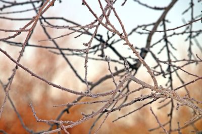 Close-up of bare tree branches during winter