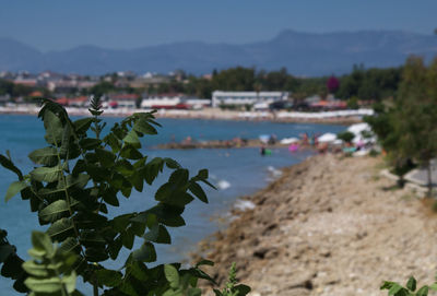 Close-up of plant in sea against sky