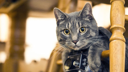 Close-up portrait of cat on wood