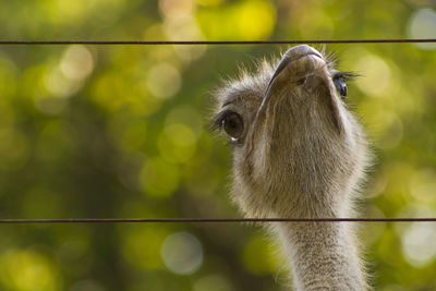 Close-up of an ostrich against blurred background