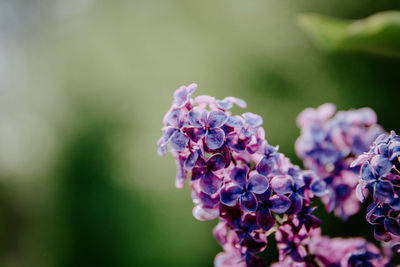 Close-up of purple flowering plant