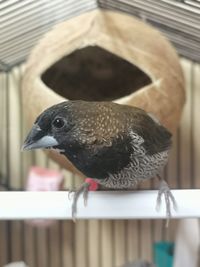 Close-up of bird perching on feeder
