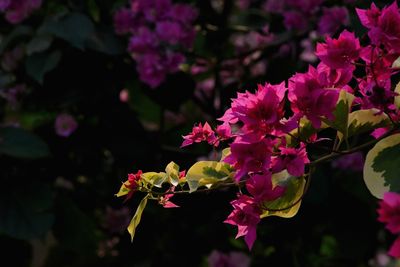 Close-up of pink cherry blossoms