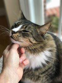 Close-up of hand holding cat at home