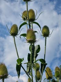 Low angle view of flowering plant against sky