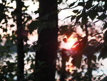 Low angle view of trees growing in forest