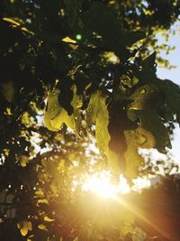 Sun shining through trees