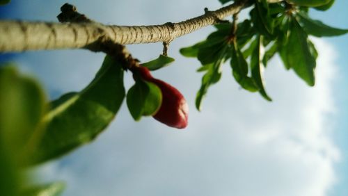 Low angle view of fruits hanging on tree against sky