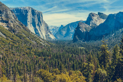 Scenic view of pine trees against sky