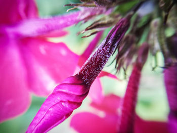 Close-up of pink flowering plant