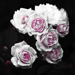 Close-up of pink rose