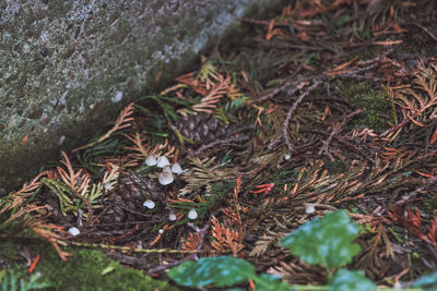 High angle view of moss growing on tree trunk