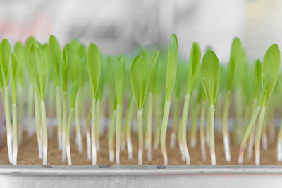 Close-up of fresh green plant on field