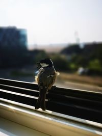 Close-up of bird perching on railing