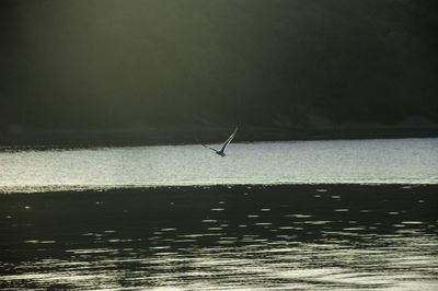 Bird flying over sea