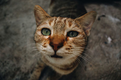 Close-up portrait of tabby cat