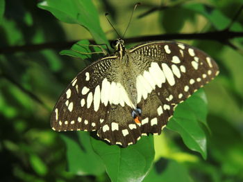 Close-up of butterfly pollinating flower