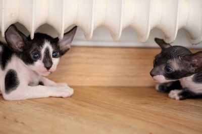 Cornish rex kittens 