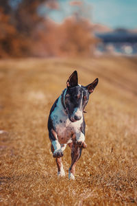 Portrait of dog running on field