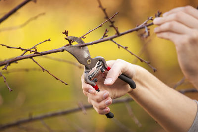 Cropped hands cutting branches with pliers