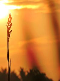 Close-up of silhouette plant against orange sky