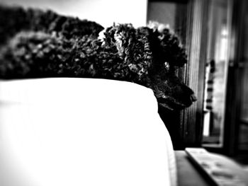 Close-up of plant against white background