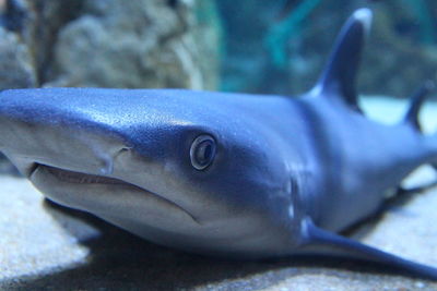 Close-up of fish in aquarium