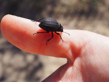 Close-up of insect on hand