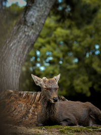 Portrait of an animal sitting on tree trunk