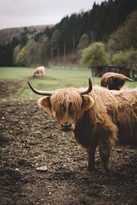Highland cattle on field