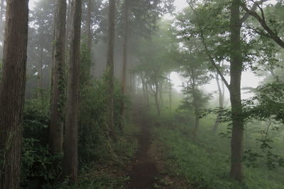 Trees in forest