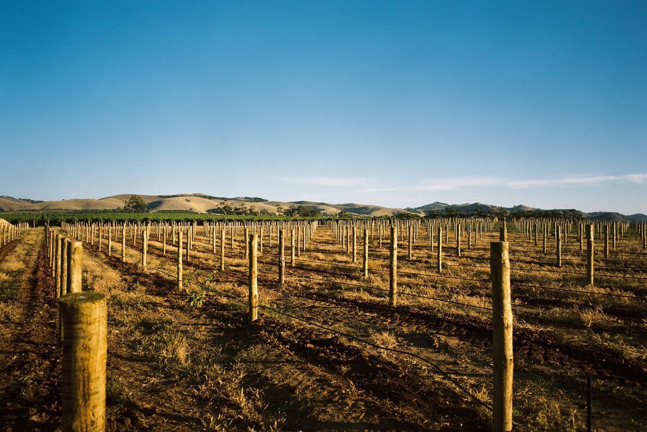 clear sky, landscape, blue, tranquility, tranquil scene, copy space, fence, field, rural scene, wood - material, sky, scenics, nature, agriculture, horizon over land, day, in a row, non-urban scene, no people, outdoors